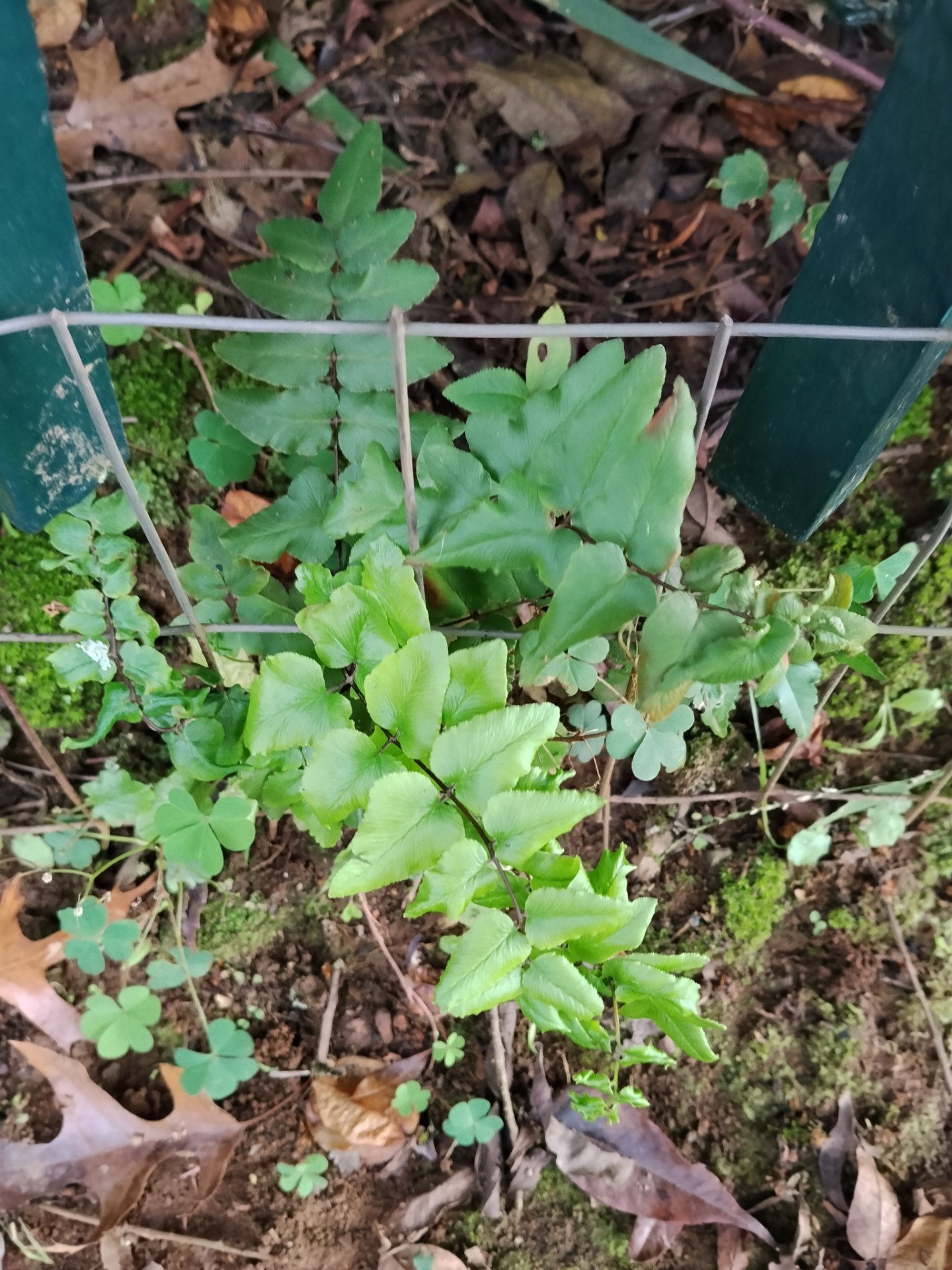 Green Spleenwort