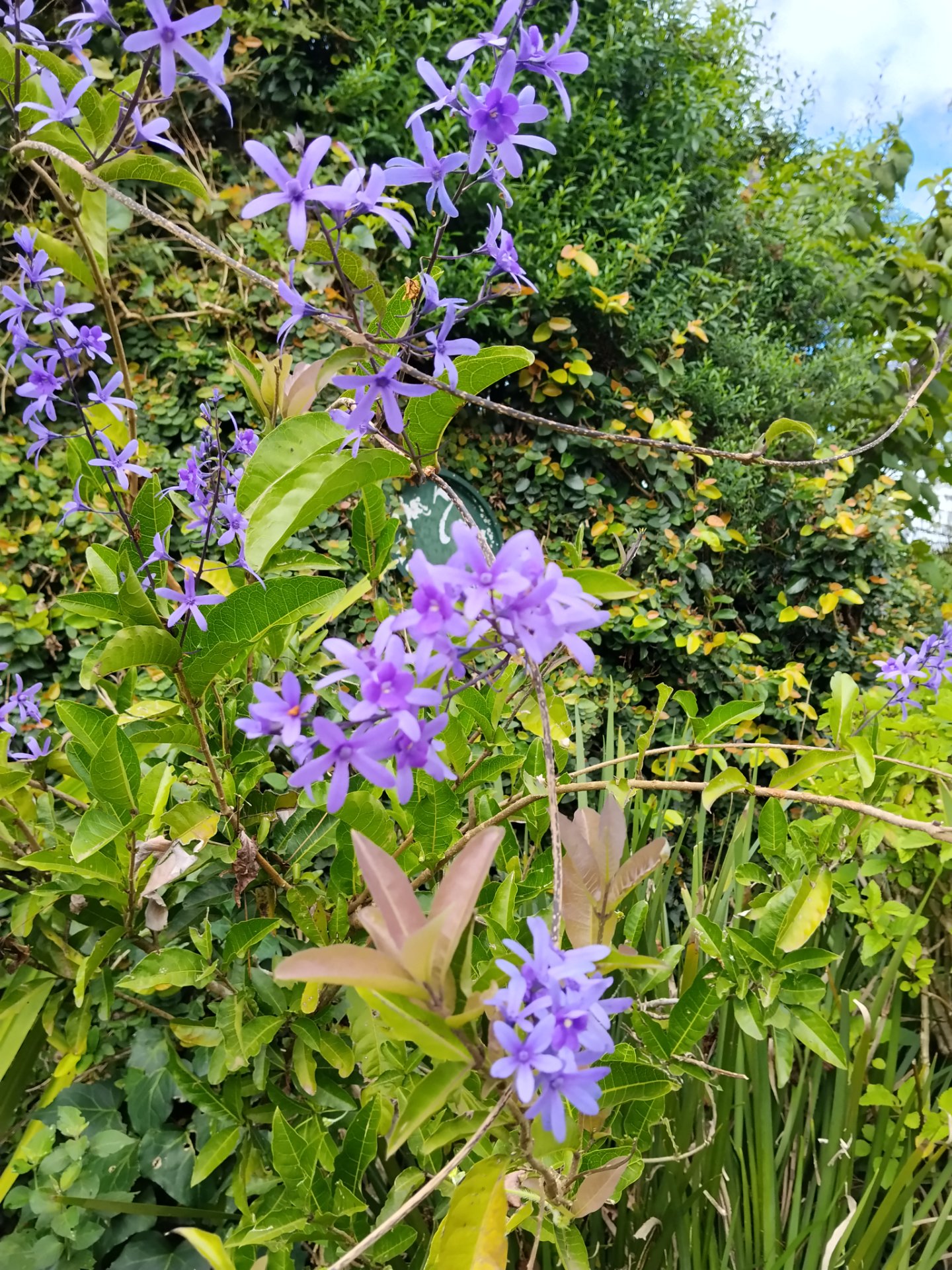 Purple Wreath