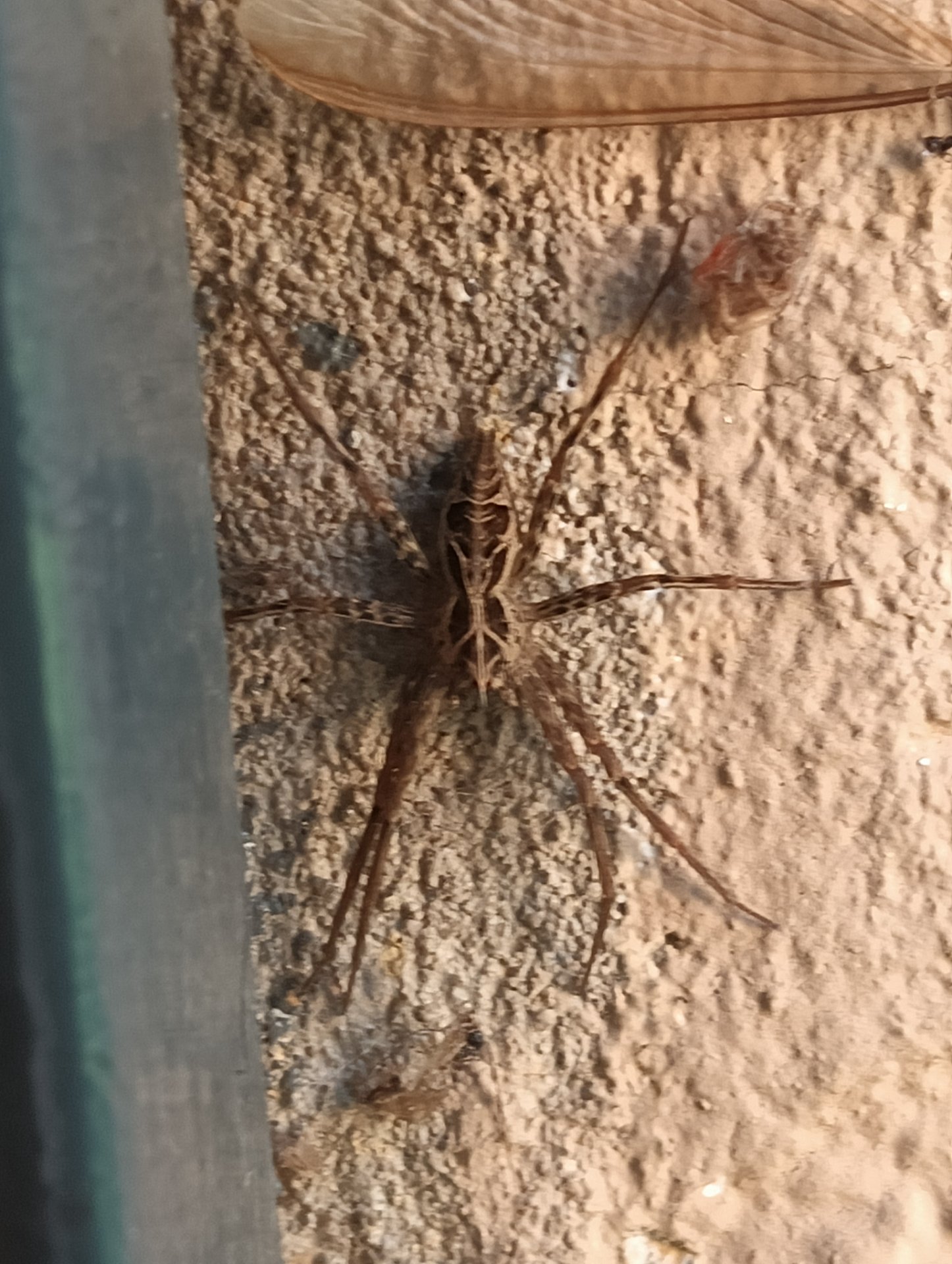 Nursery Web Spider