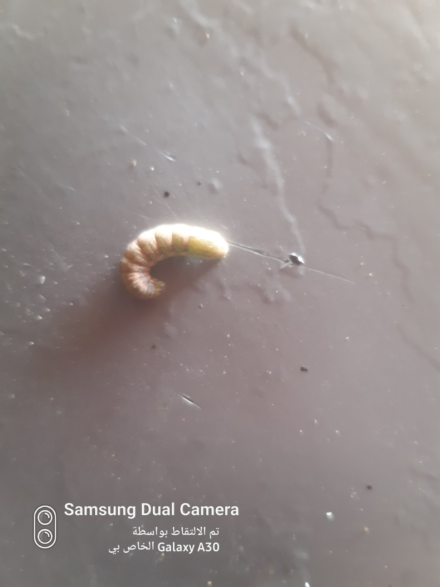 Indian Meal Moth (Larva)