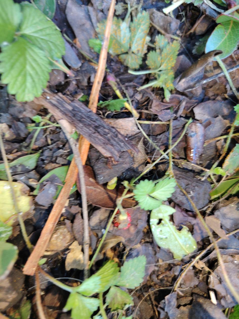 Mock Strawberry
