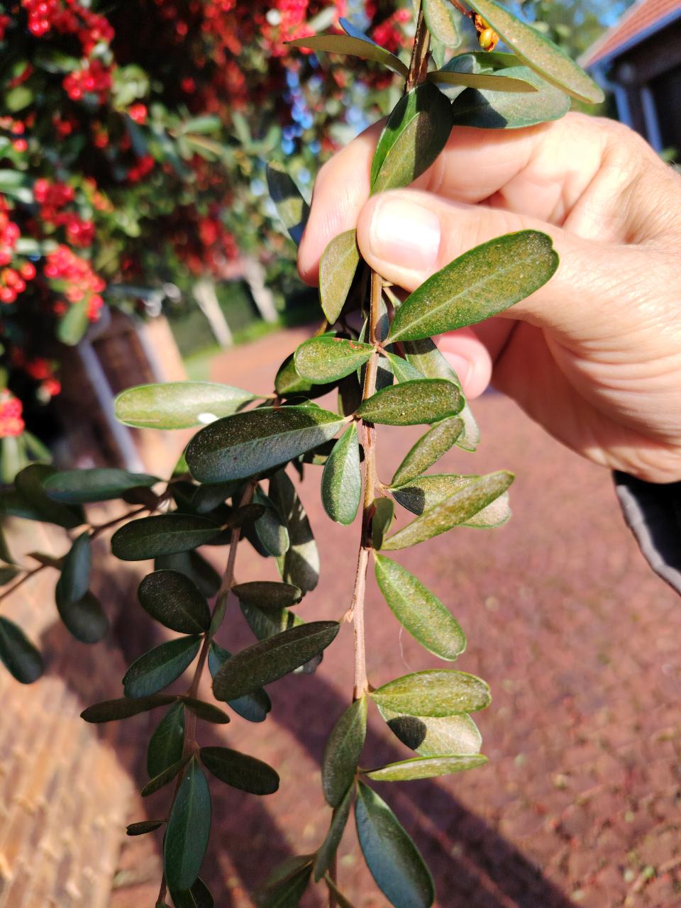 Yellow Firethorn