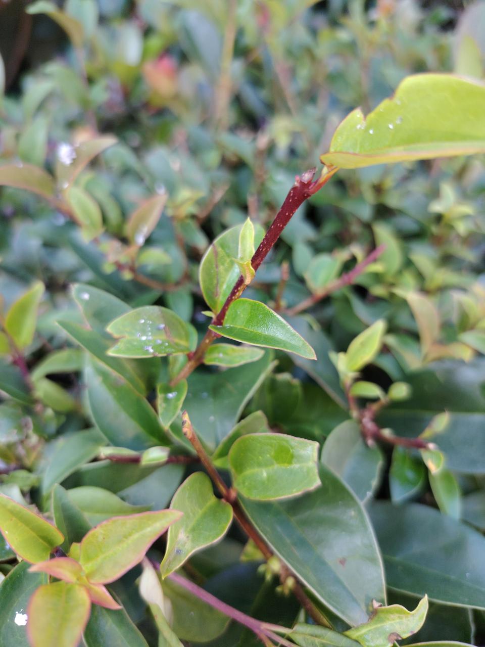 Indian Hawthorn