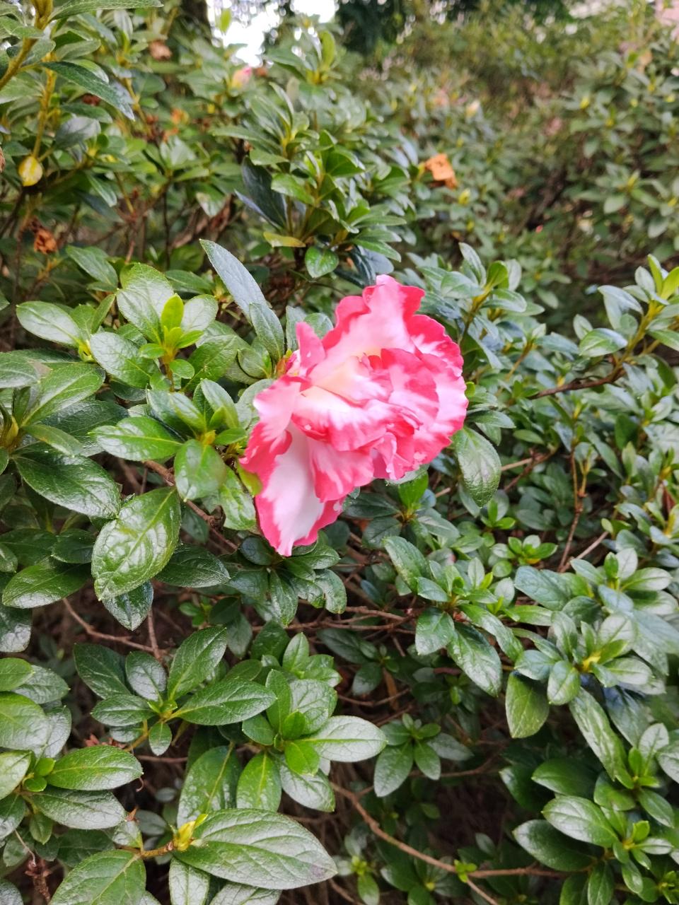 Evergreen Azalea