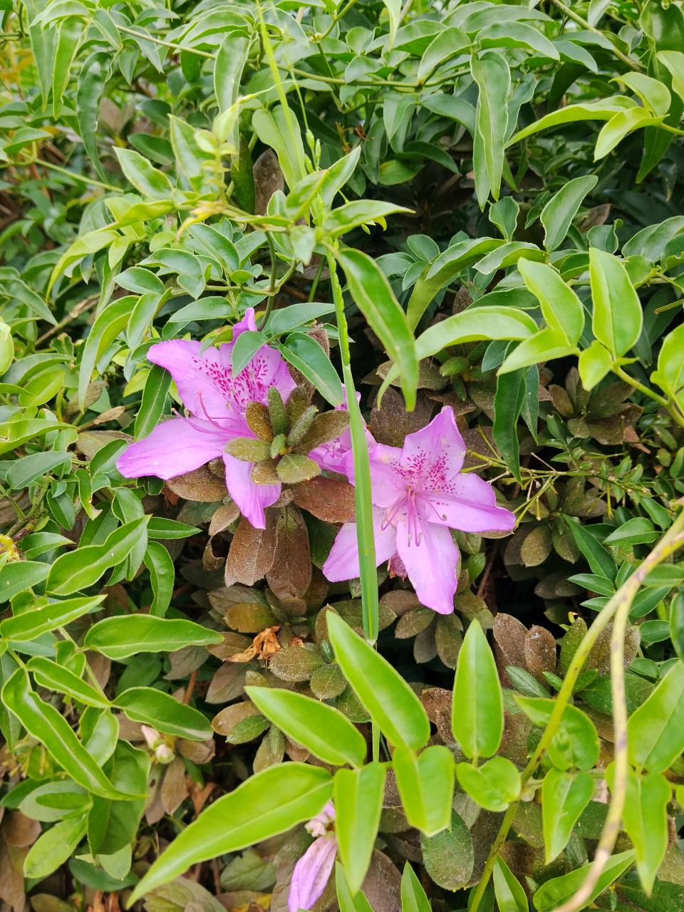 Indian Azalea