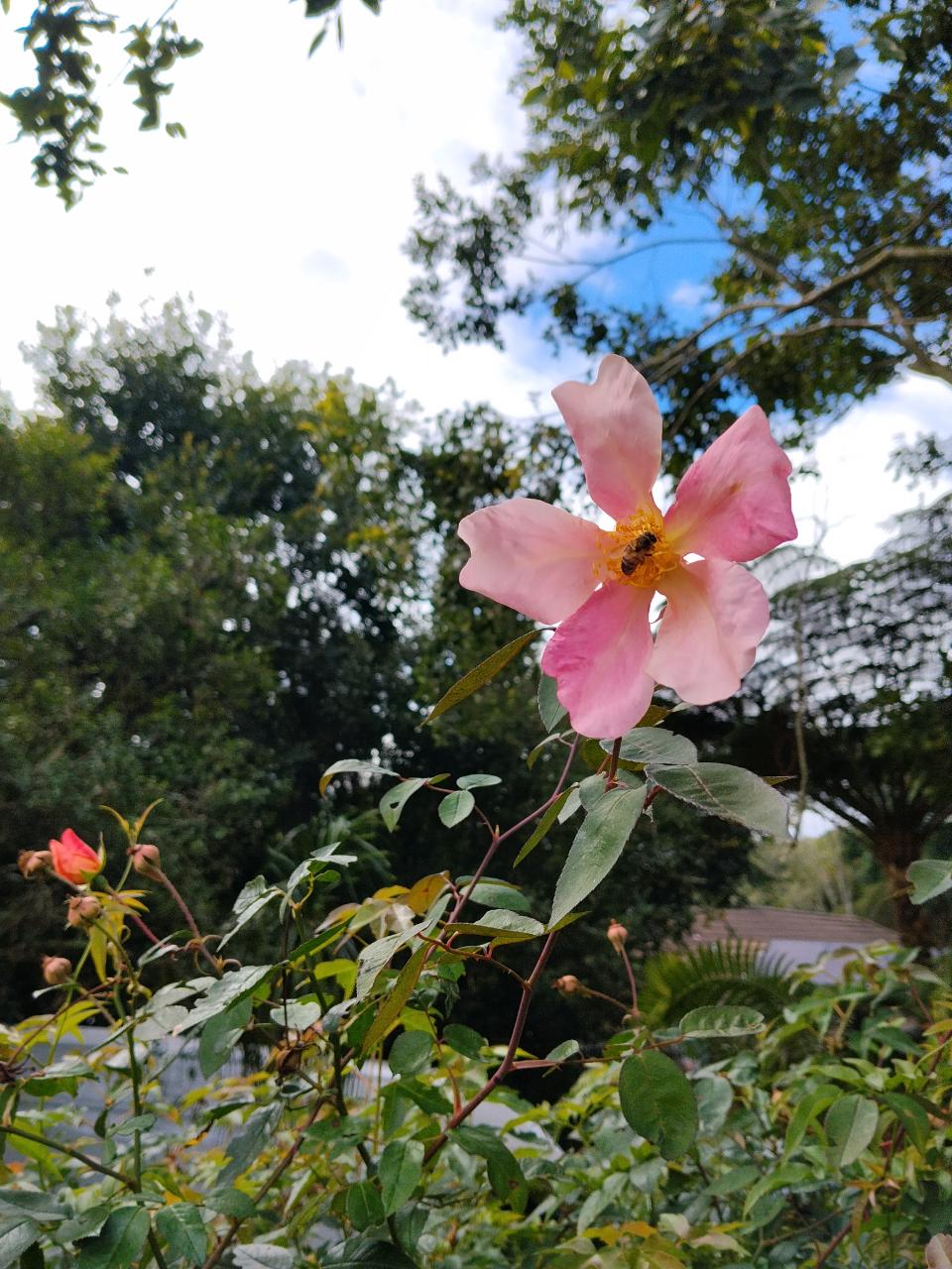 Butterfly Rose