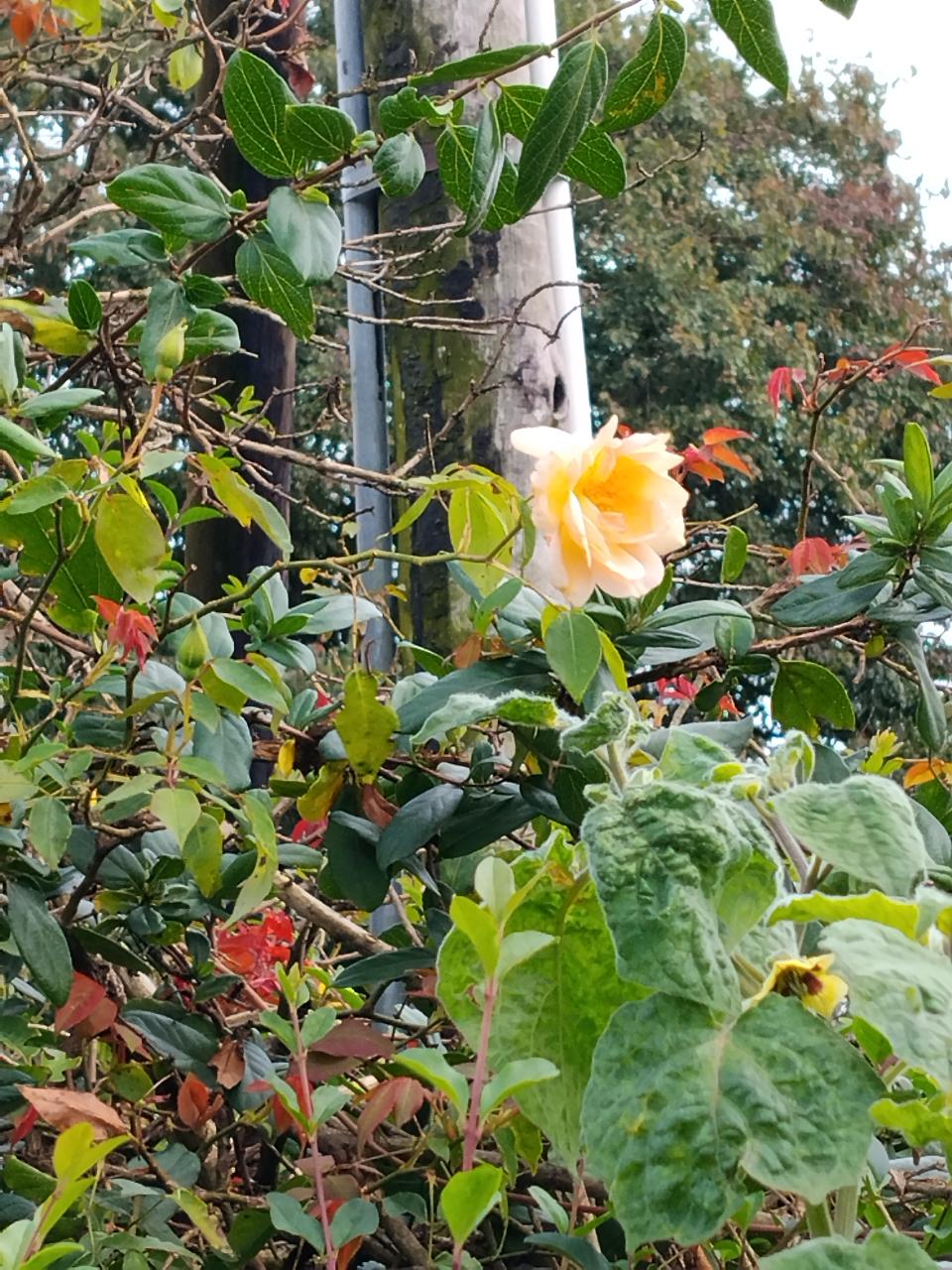 Garden Rose