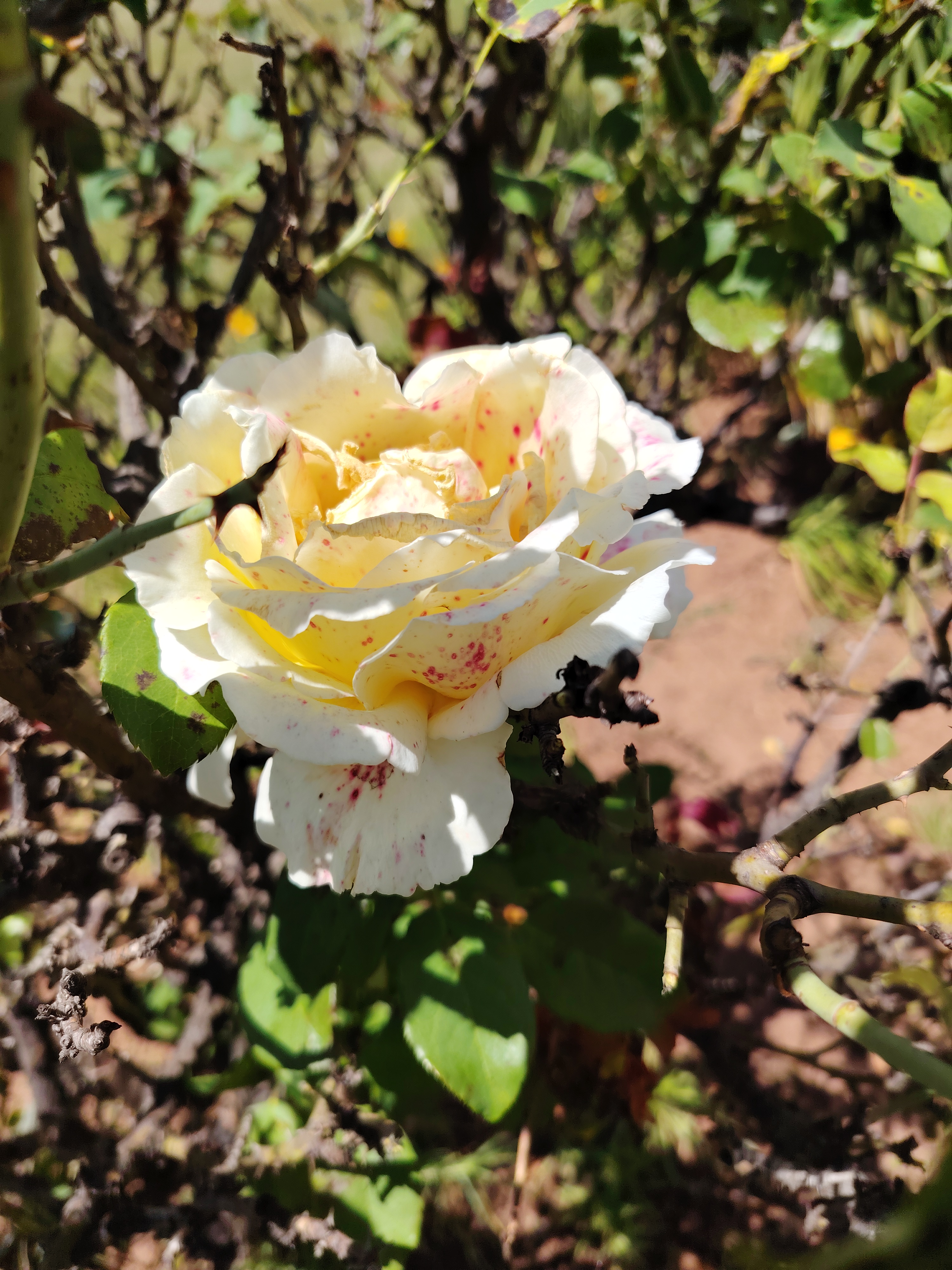 Hybrid Tea Rose