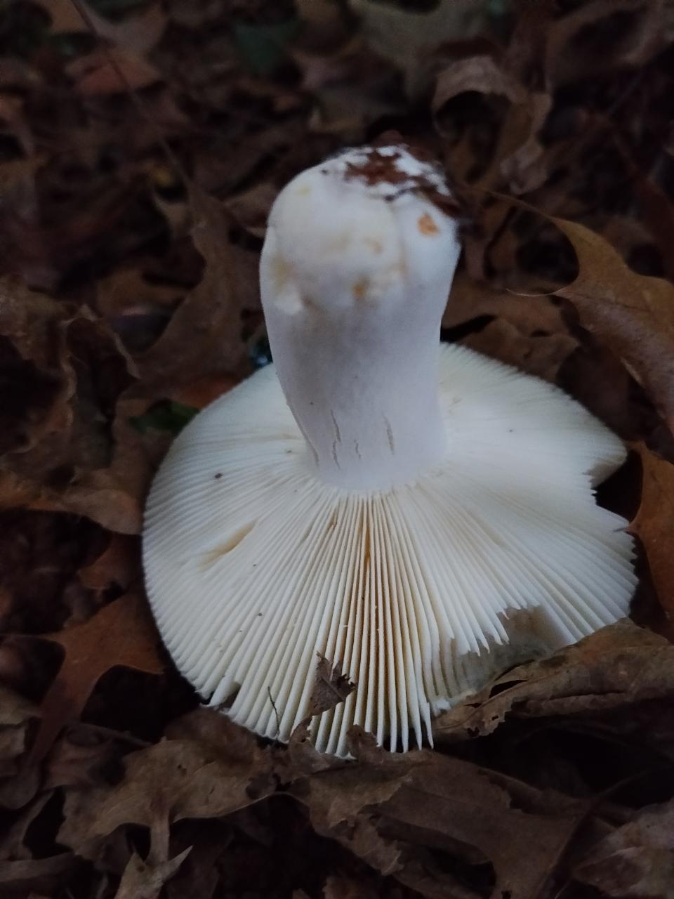 Powdery Blue Russula