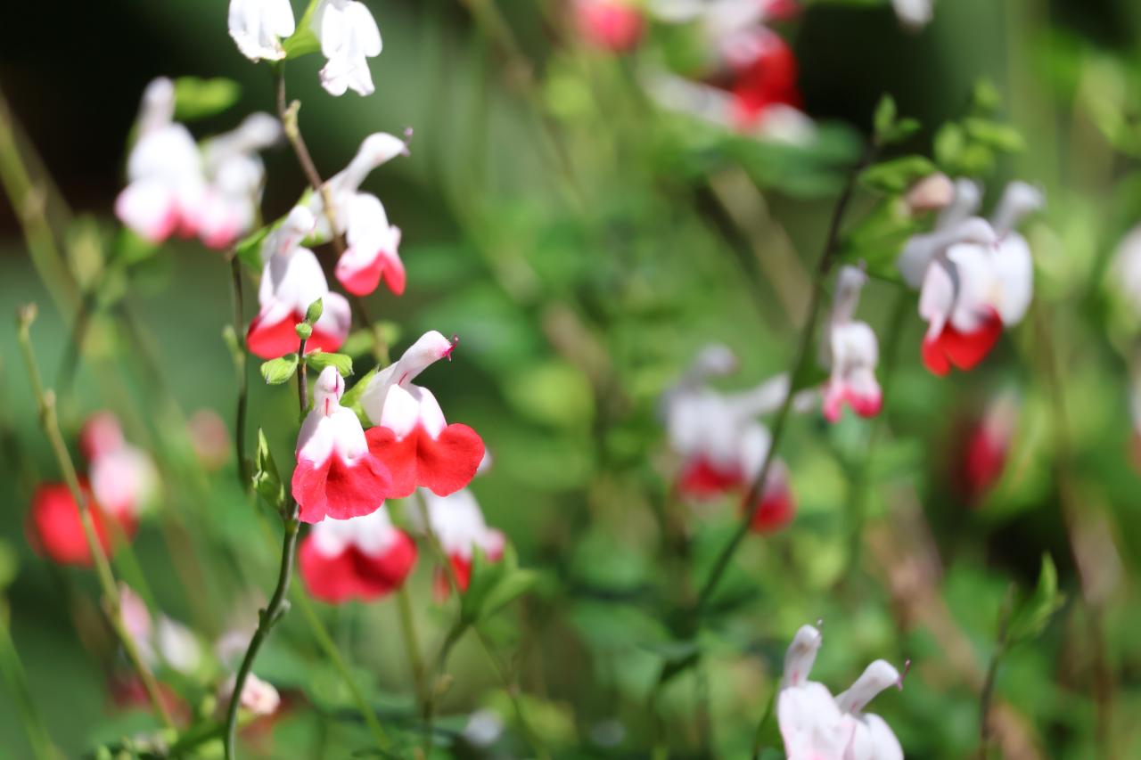 Hot Lips Sage
