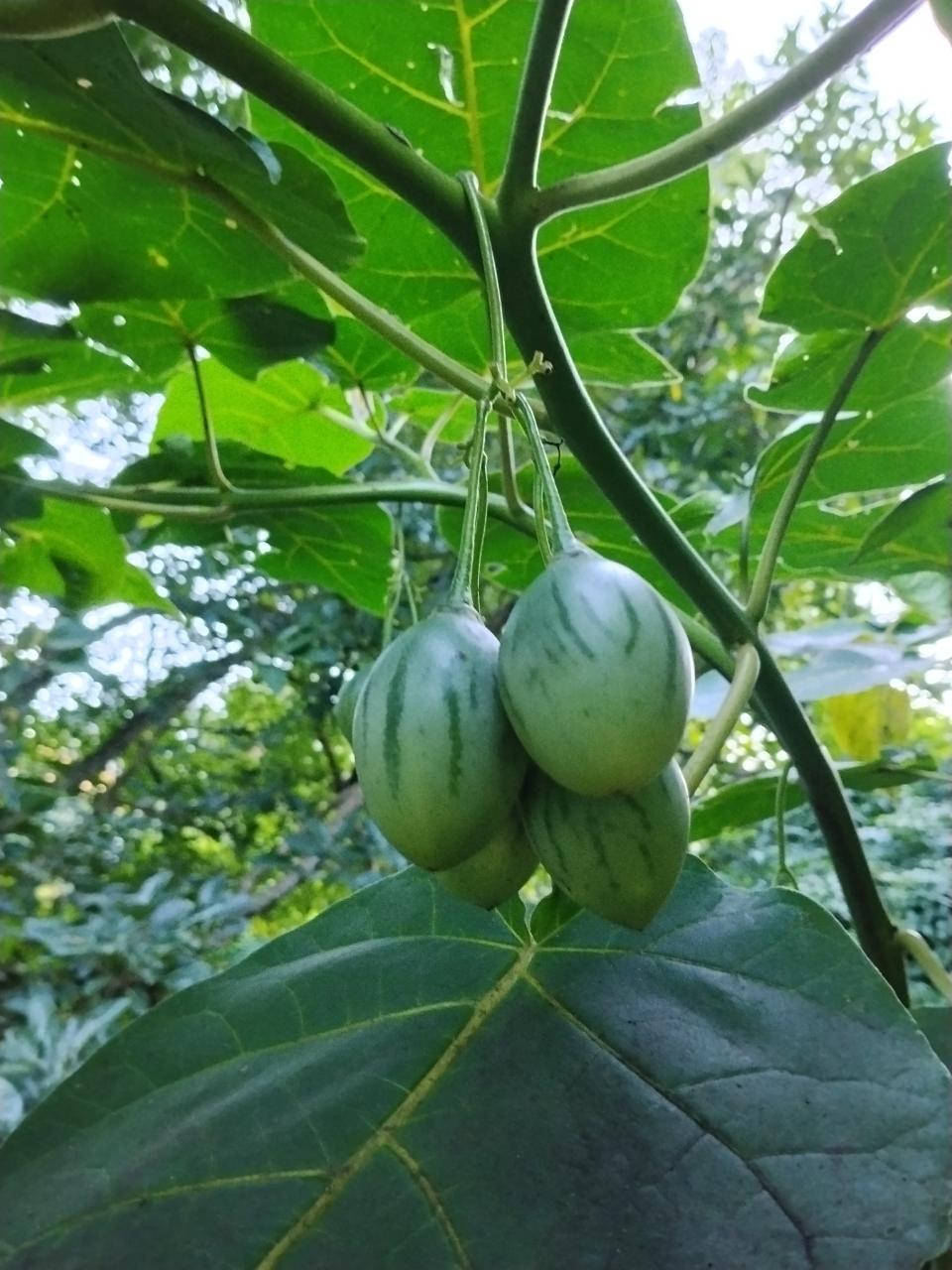 Tamarillo