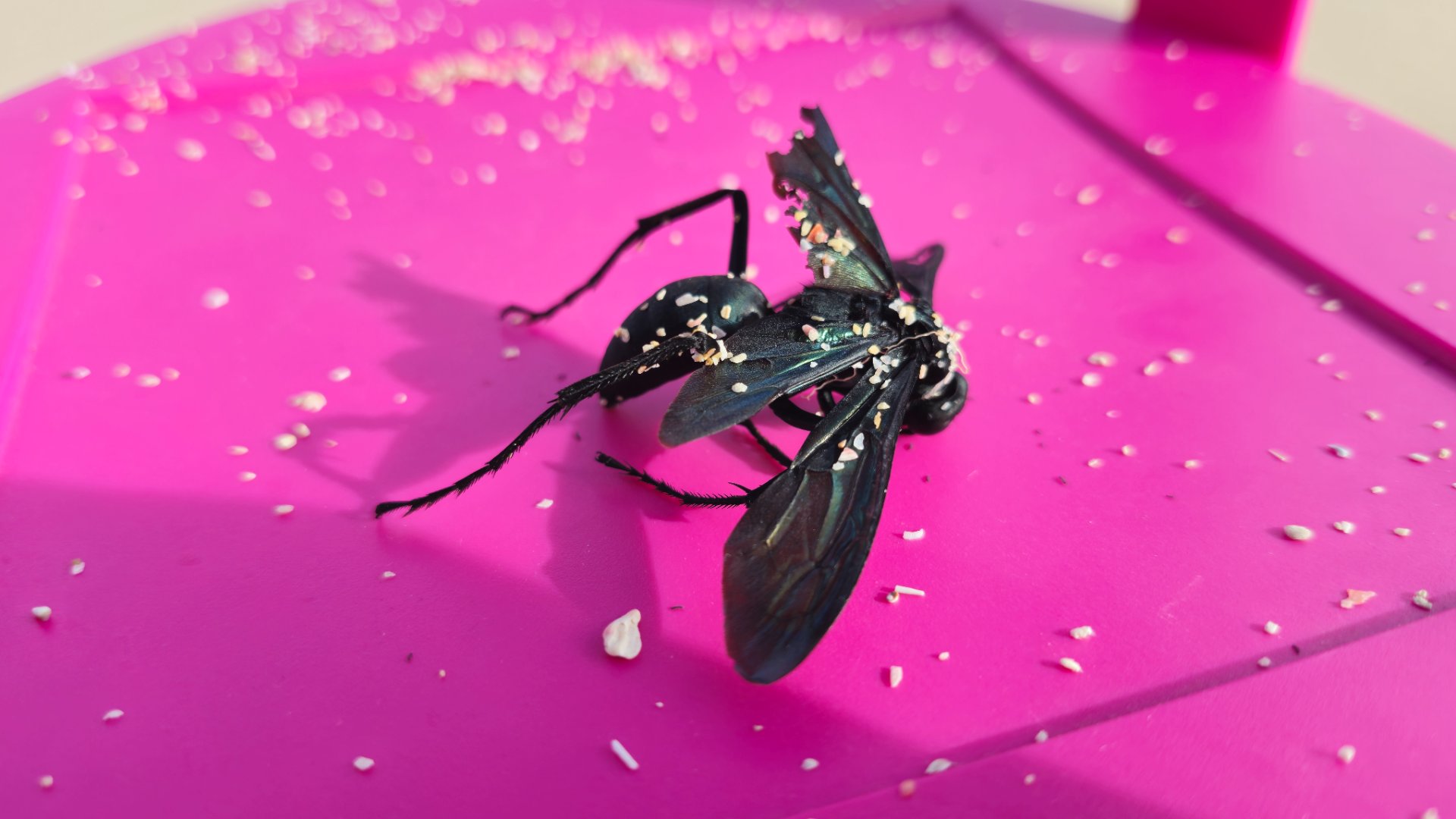 Great Black Digger Wasp