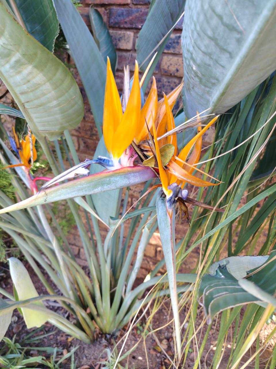 Bird of Paradise