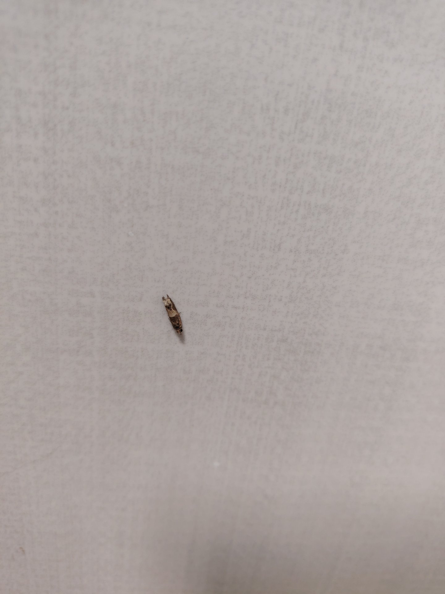 False Codling Moth