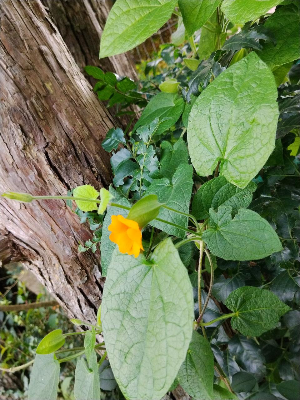 Black-eyed Susan vine