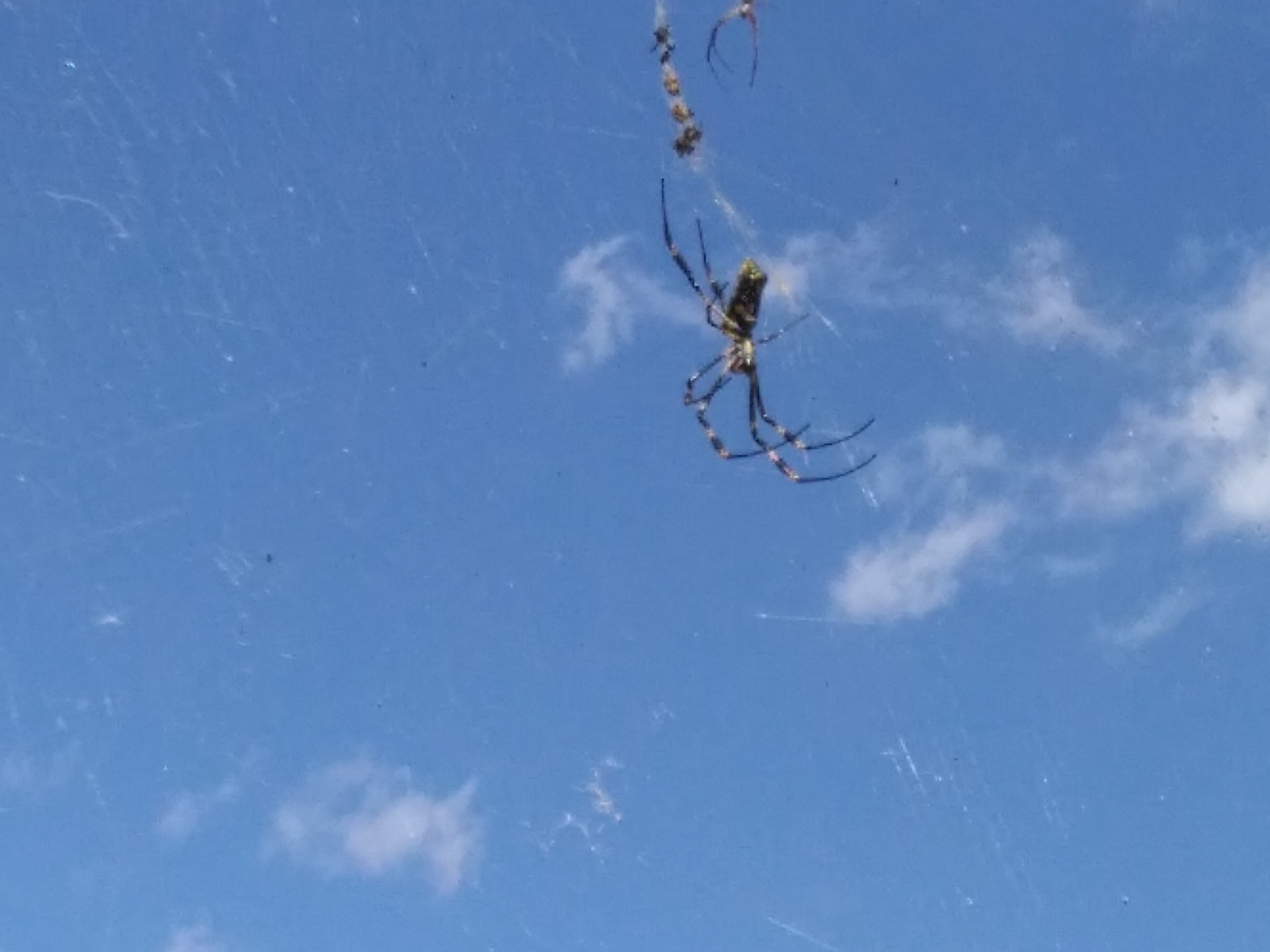 Banded Golden Silk Orb-weaver
