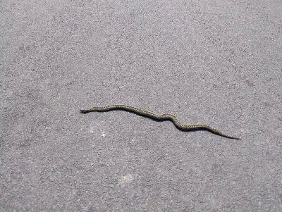 Common European Adder