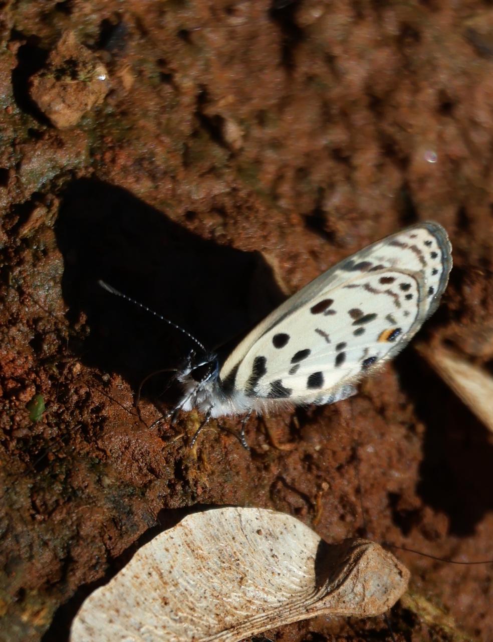 Hintza Pierrot