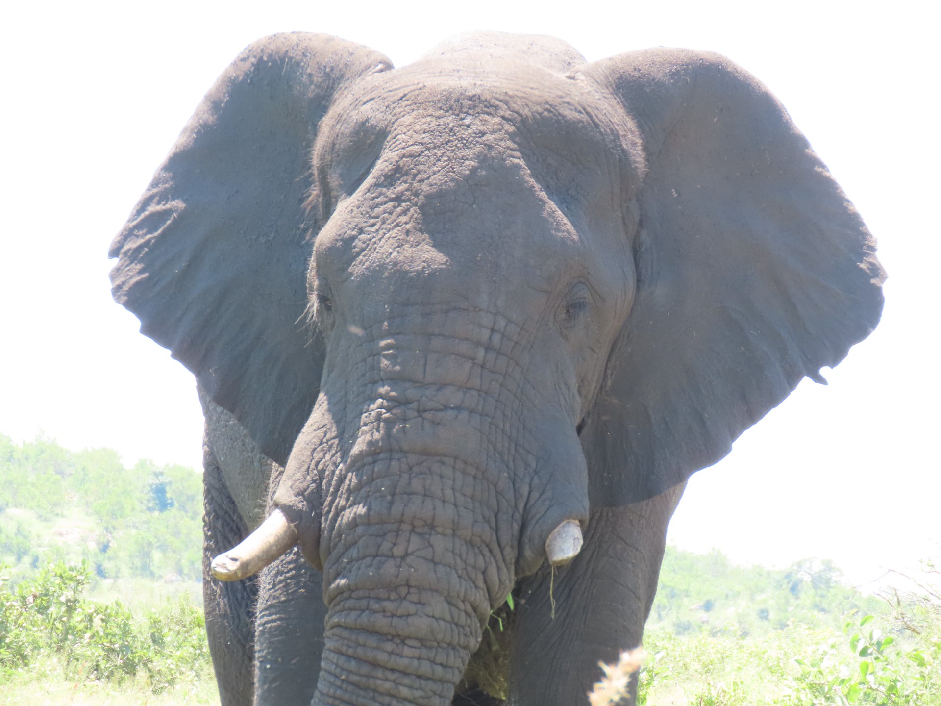 African Savanna Elephant