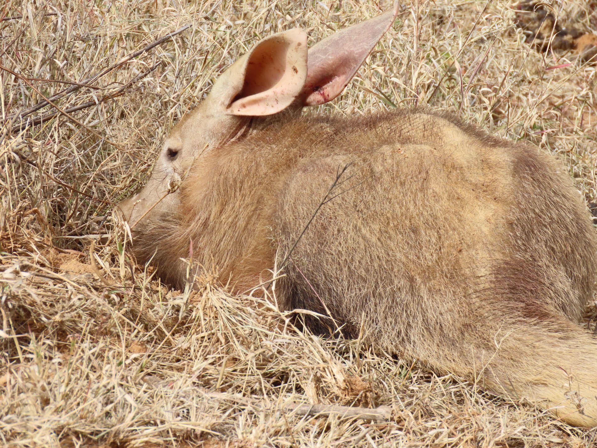Aardvark