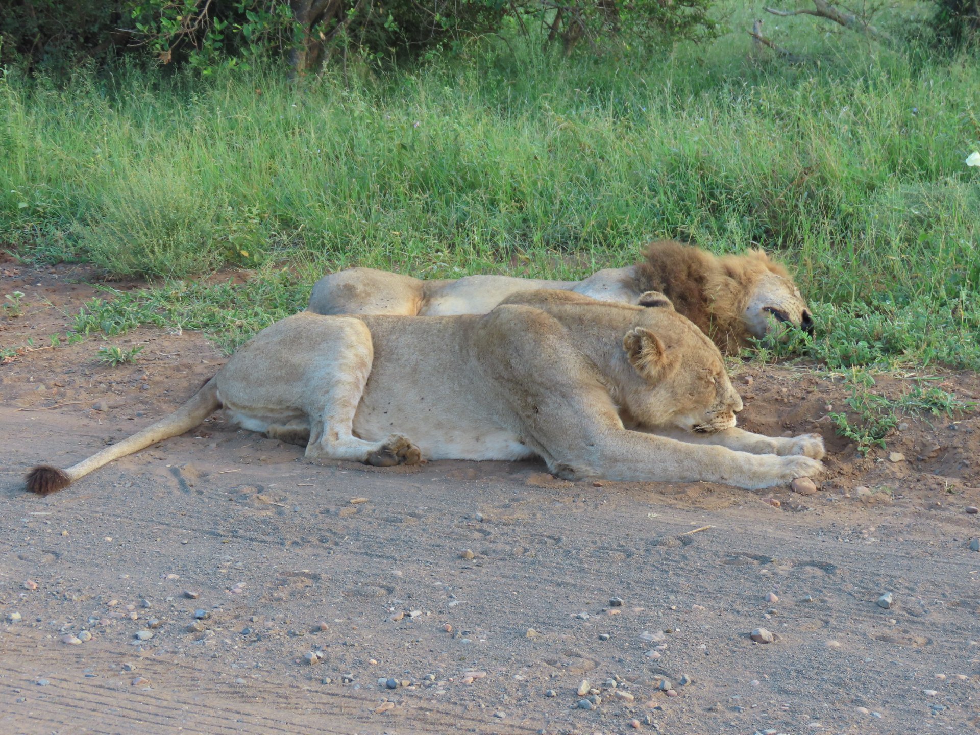 Lion