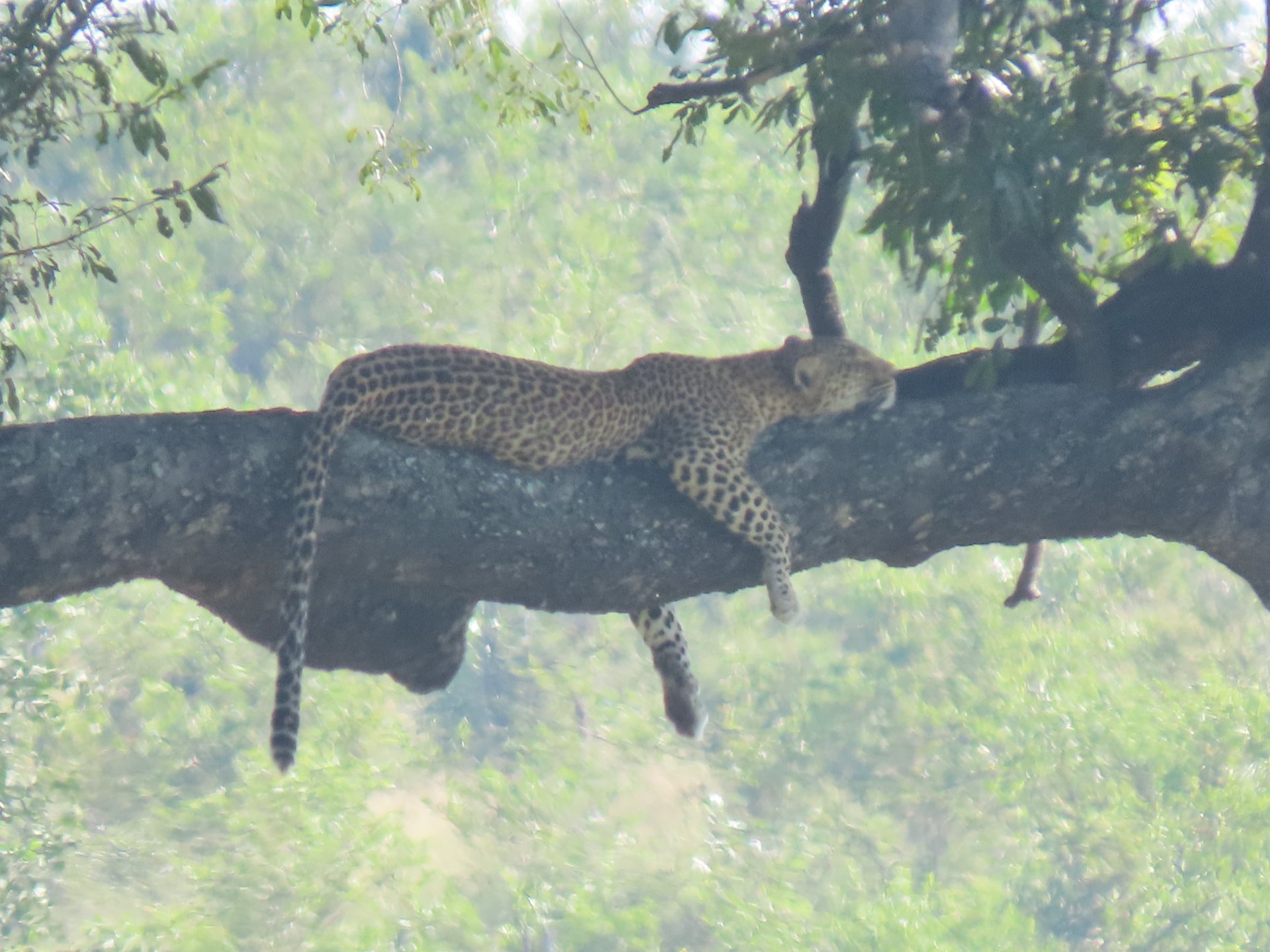 Leopard