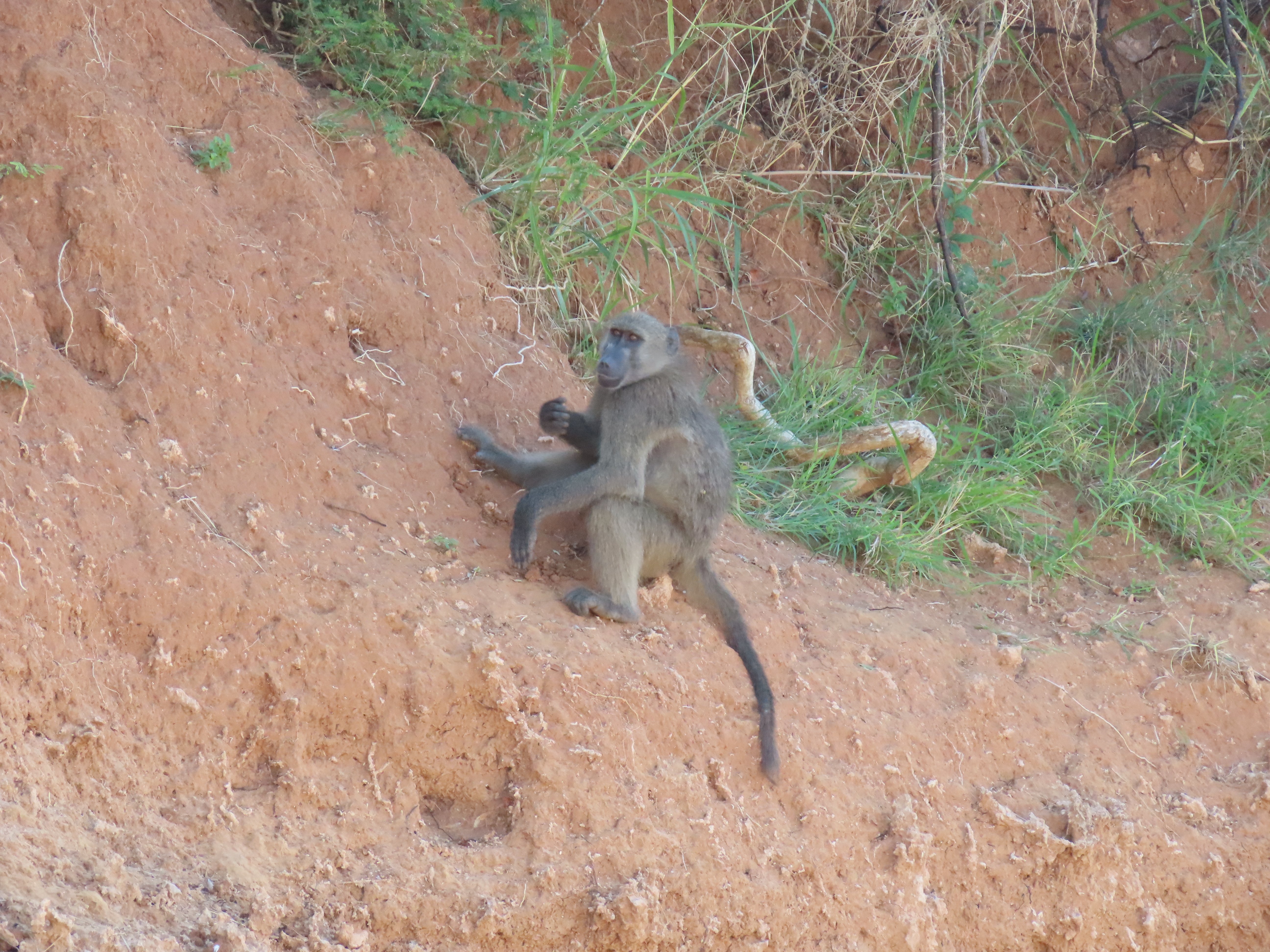 Chacma Baboon